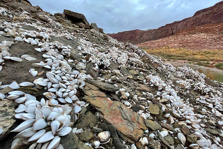 Quagga mussels spread across a rocky shore area at Lake Powell