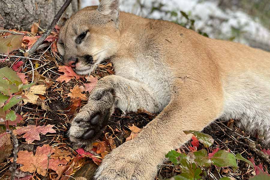 Cougar at rest, laying in fall leaves at the base of a tree
