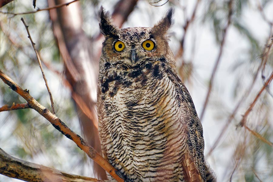 Great horned owl, perched in a tree in the daytime