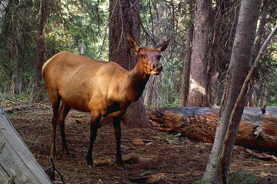 Antlerless cow elk in a shaded forest