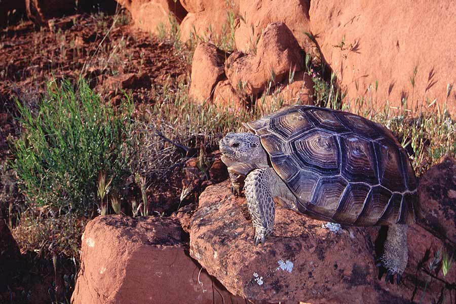 Mojave desert tortoise crawling on red rocks