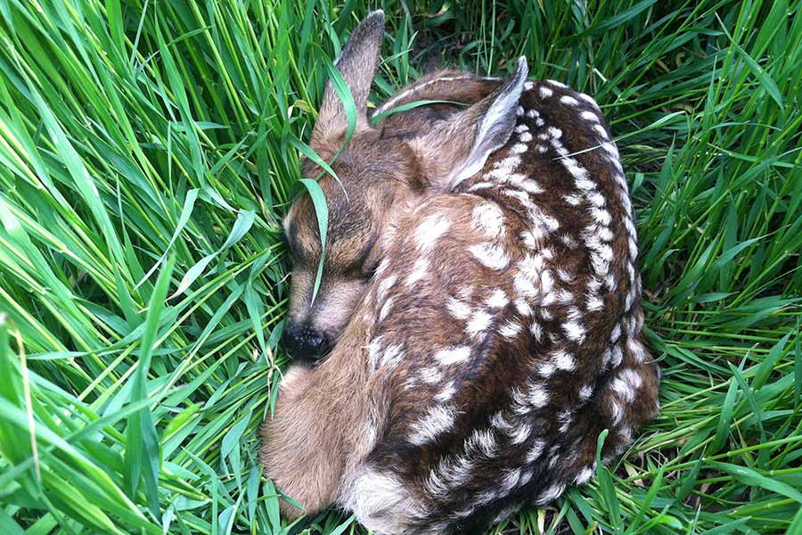 DWR reminds Utahns not to touch or take home baby deer or elk you find in  the wild