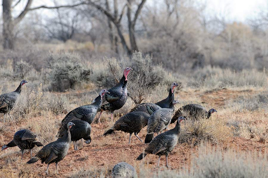 Flock of wild turkeys walking through brush