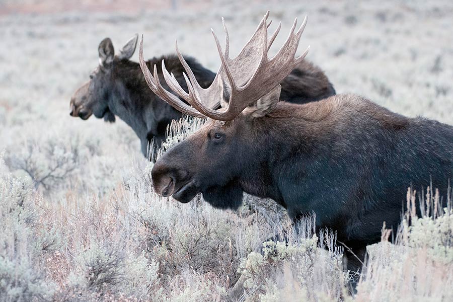 A bull moose and cow moose together in a field of sagebrush