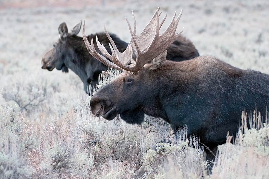 https://wildlife.utah.gov/news_photos/2022-06-06-bull-moose.jpg