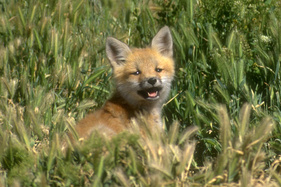 Red fox hiding in brush