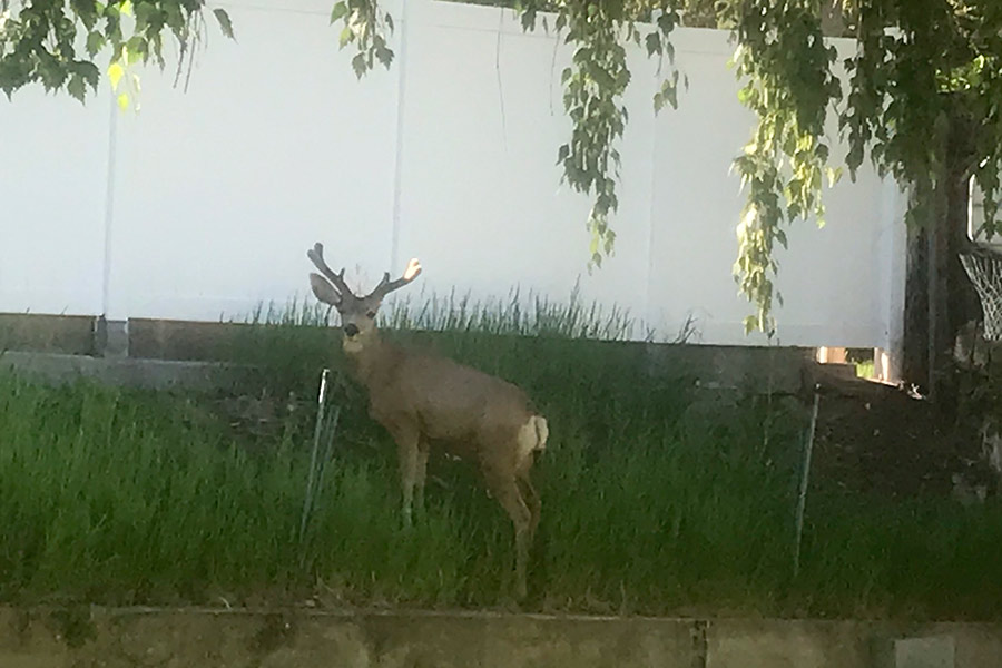 Small deer standing in a raised garden below a fence