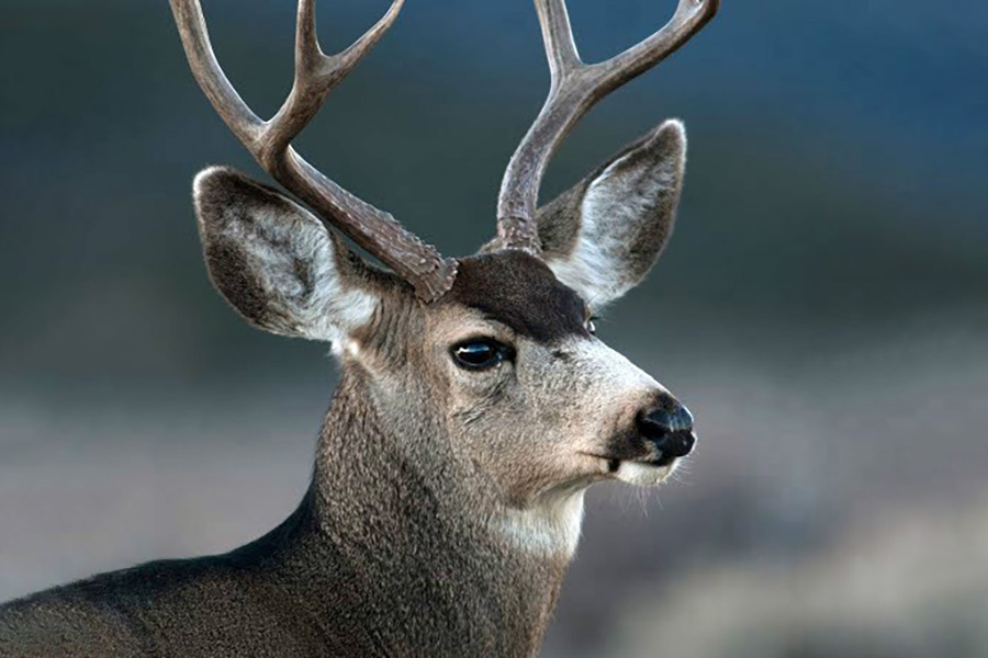 Buck deer with antlers