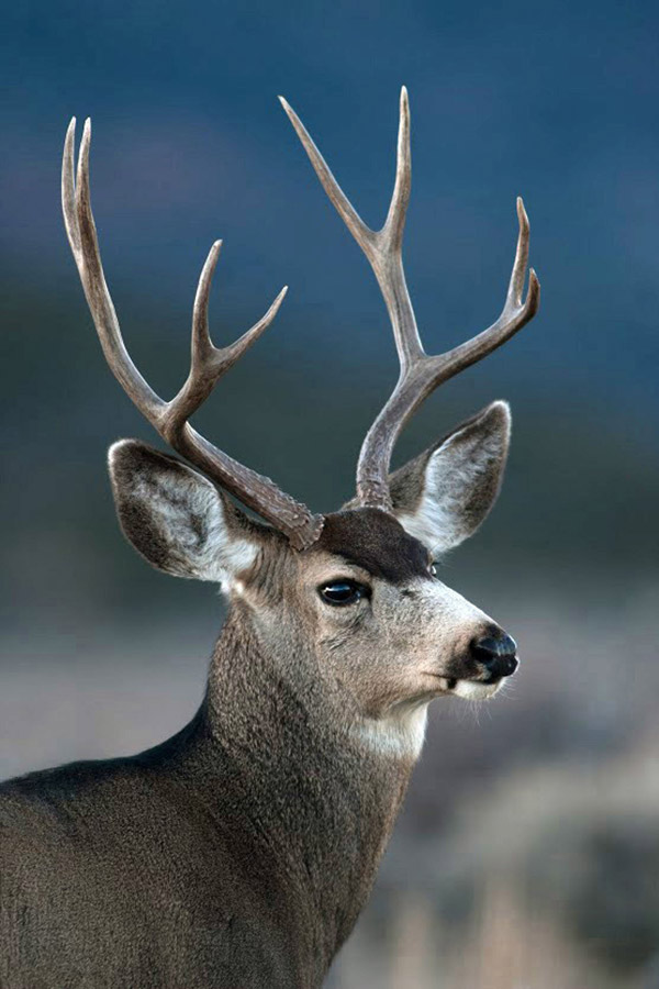 Buck deer with antlers