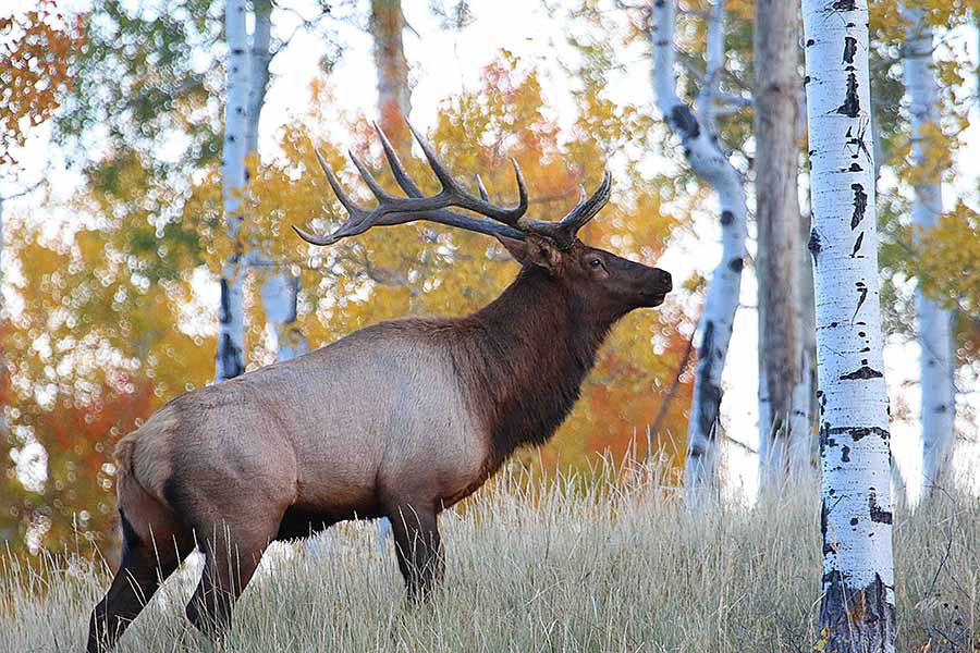 Bull elk in a forest in autumn