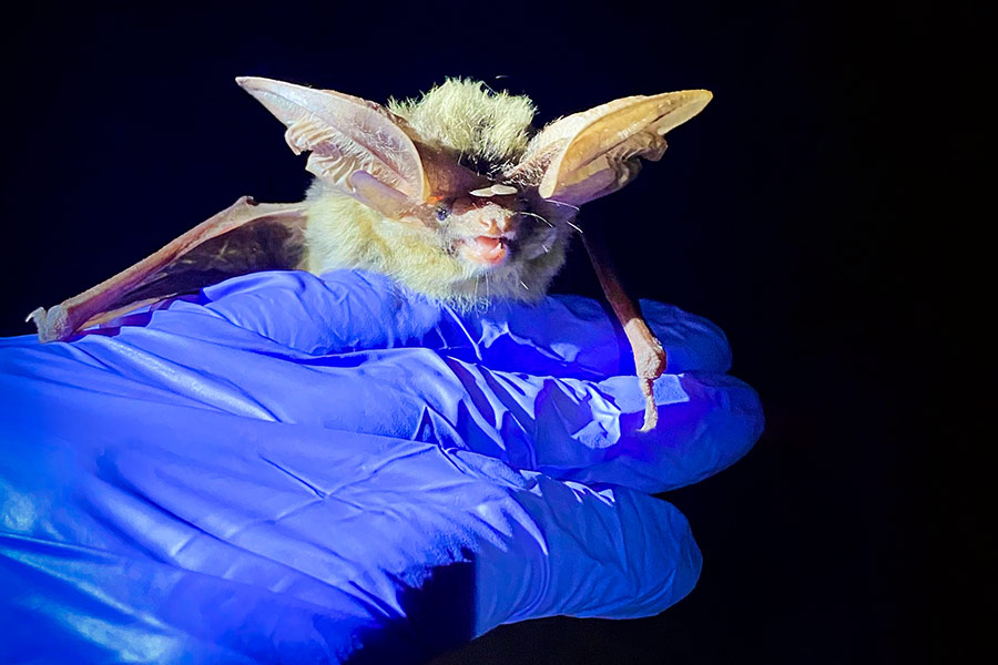 Gloved hand holding an Allen&apos;s big eared bat with its fangs bared