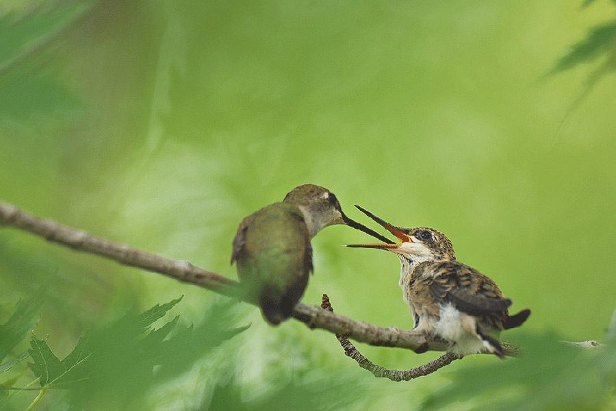 Two hummingbirds perched on a branch, one feeding the other