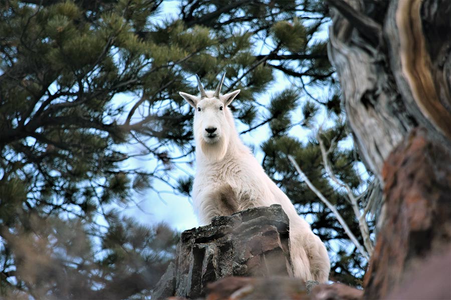 See mountain goats in Utah this summer at DWR viewing event