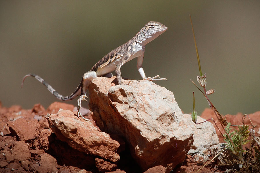 Zebra-tailed lizard perched atop a small rock