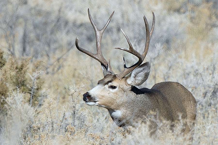 Buck deer standing in heavy brush in Utah's Book Cliffs