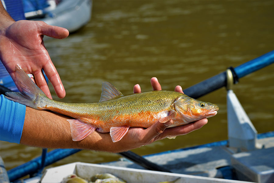 Hand holding a shiny, scaly roundtail chub fish