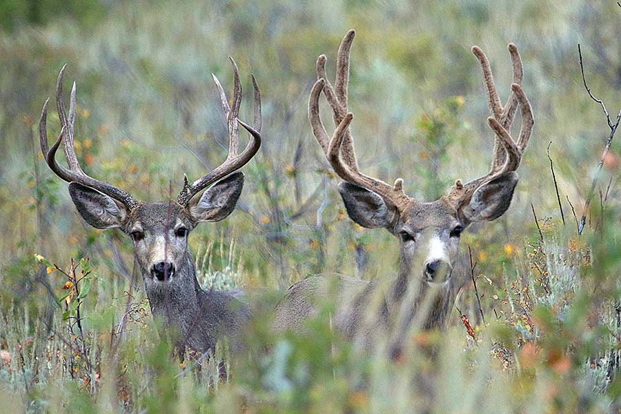 Lead Line • Elks Hunting & Fishing