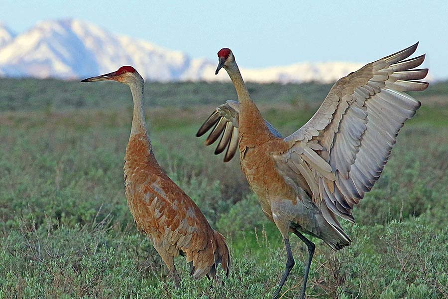 Two sandhill cranes, one with wings spread, in a field