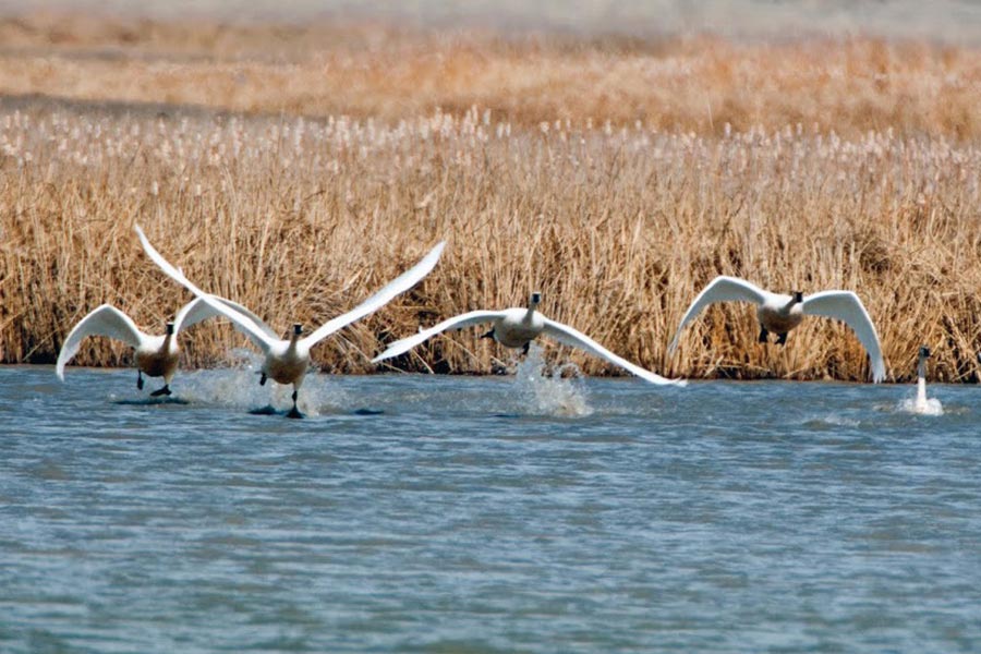 Four swans flying low above water in a marsh