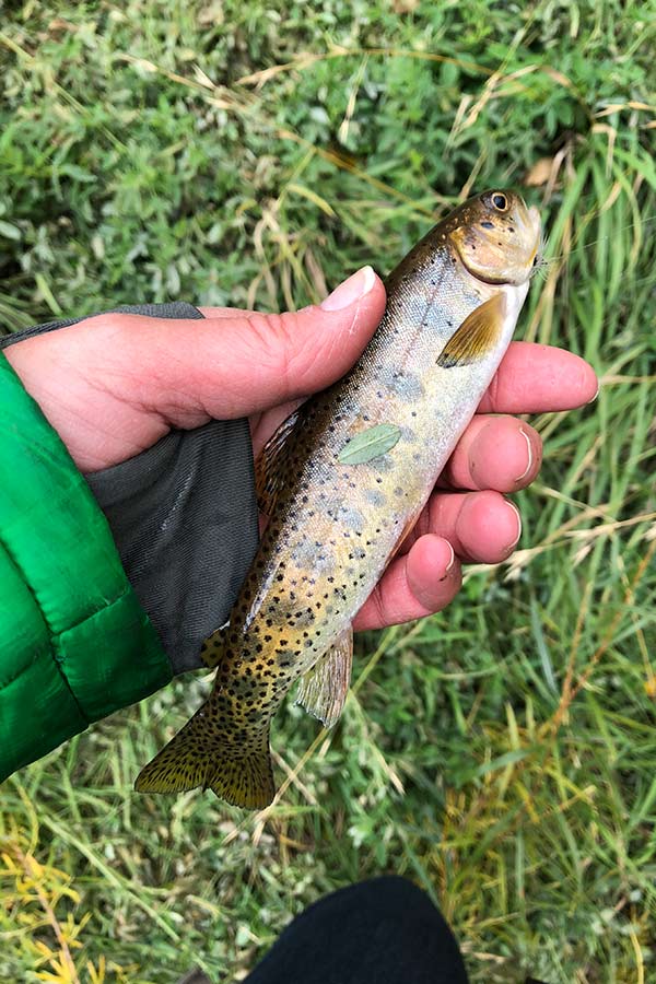 Hand holding small cutthroat trout