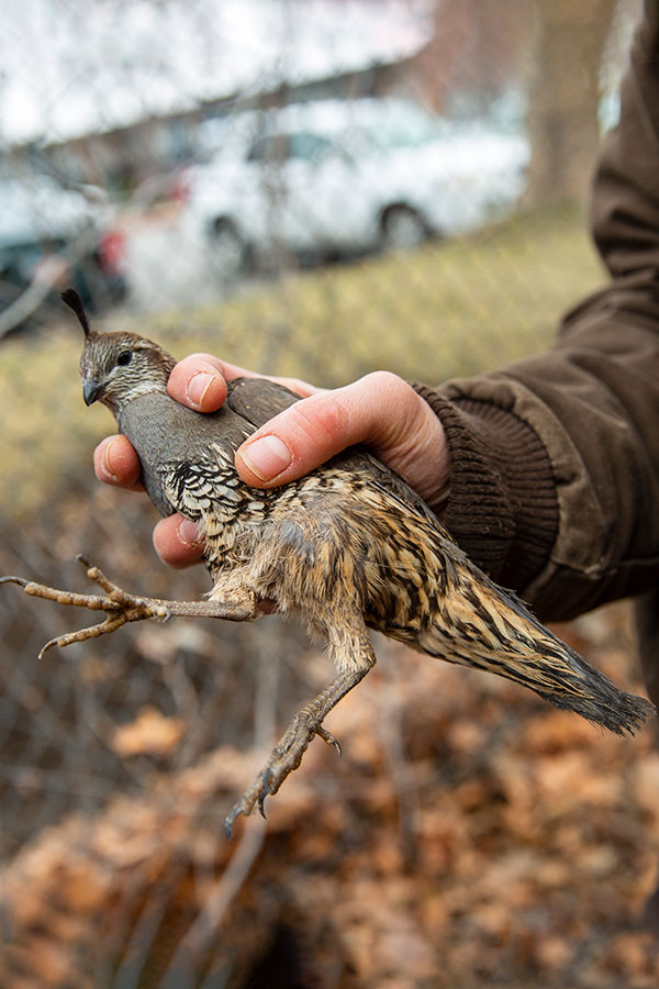 Female California quail bird, being held by a DWR employee