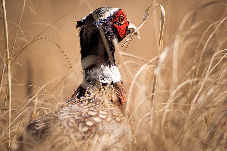 Ring-necked pheasant bird standing in s field of tall grass