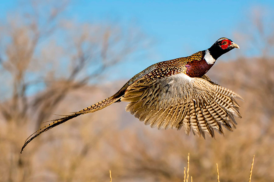 Ring-necked pheasant bird in flight, with its wings spread