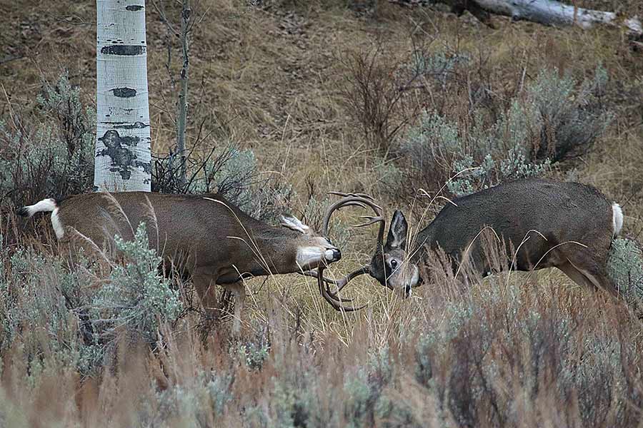 See mule deer at upcoming DWR viewing event