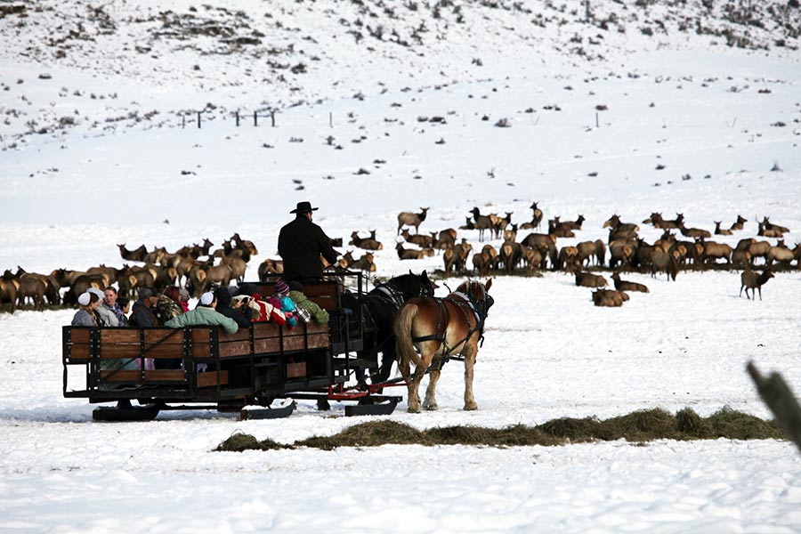 Group of people on a horse-drawn sleigh ride at Hardware WMA, surrounded by herds of elk