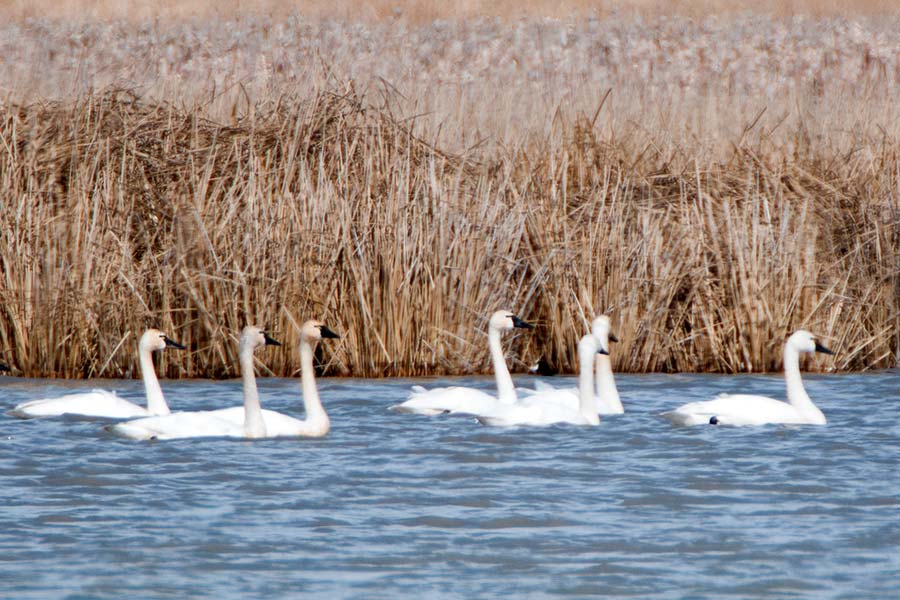 Flock of tundra swans on the water
