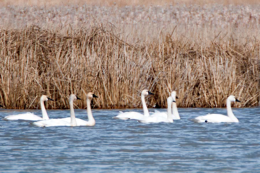 Utah's swan hunt closes early for 4th consecutive year after federal