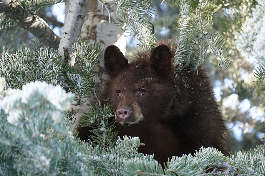 Black bear with a collar climbing in a snowy pine tree