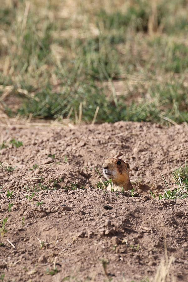 Utah prairie dog sticking its head out of a burrow in the ground