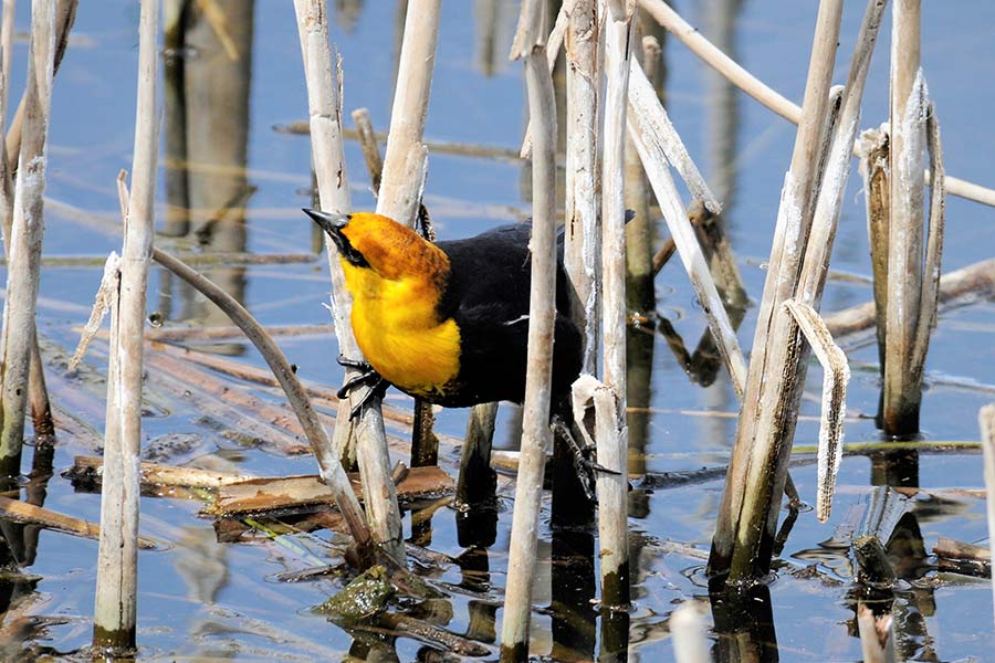 Yellow-headed blackbird tilting its head in a swamp