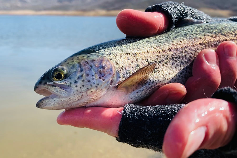 Hand holding a rainbow trout