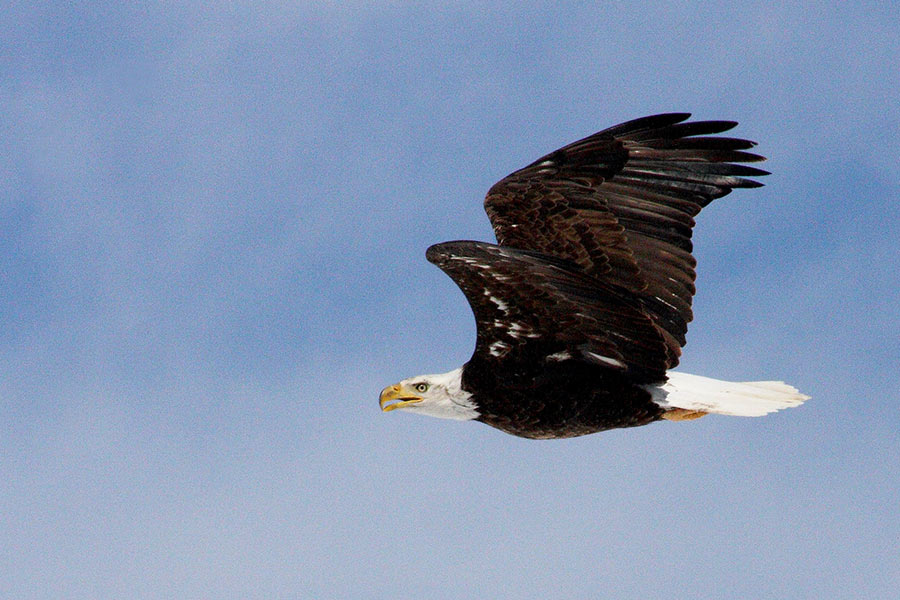 Bald Eagle Flies at Eagles Game 