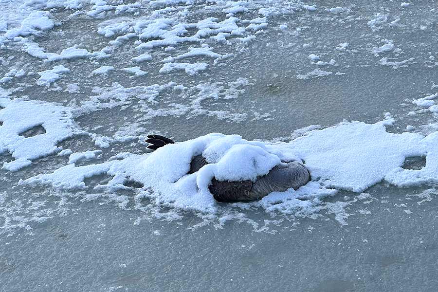 Carcass of a Canada goose lying on ice, partially covered by snow