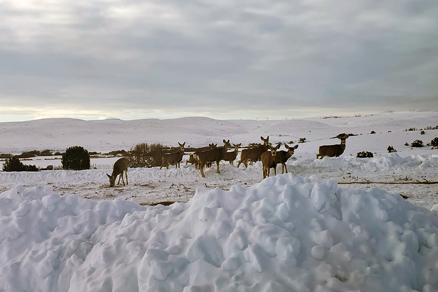 DWR implements emergency deer feeding in parts of northern Utah