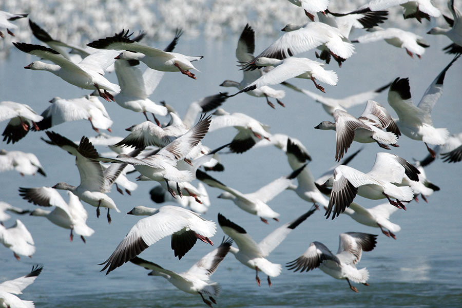 Flock of snow geese, with black tips on their wings, flying over water