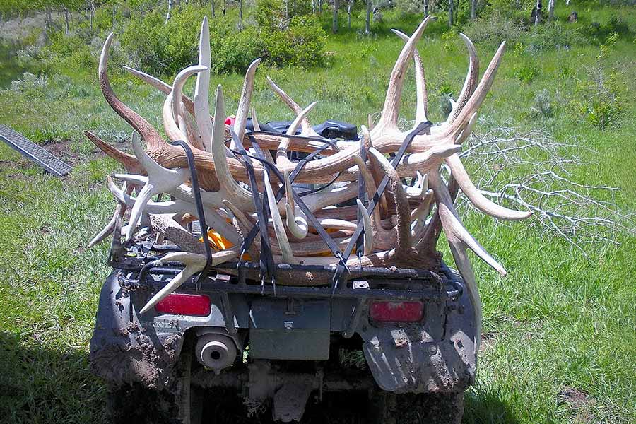 ATV loaded with a large pile of shed antlers