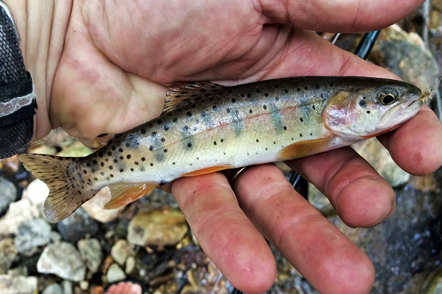 Hand holding small Yellowstone cutthroat trout
