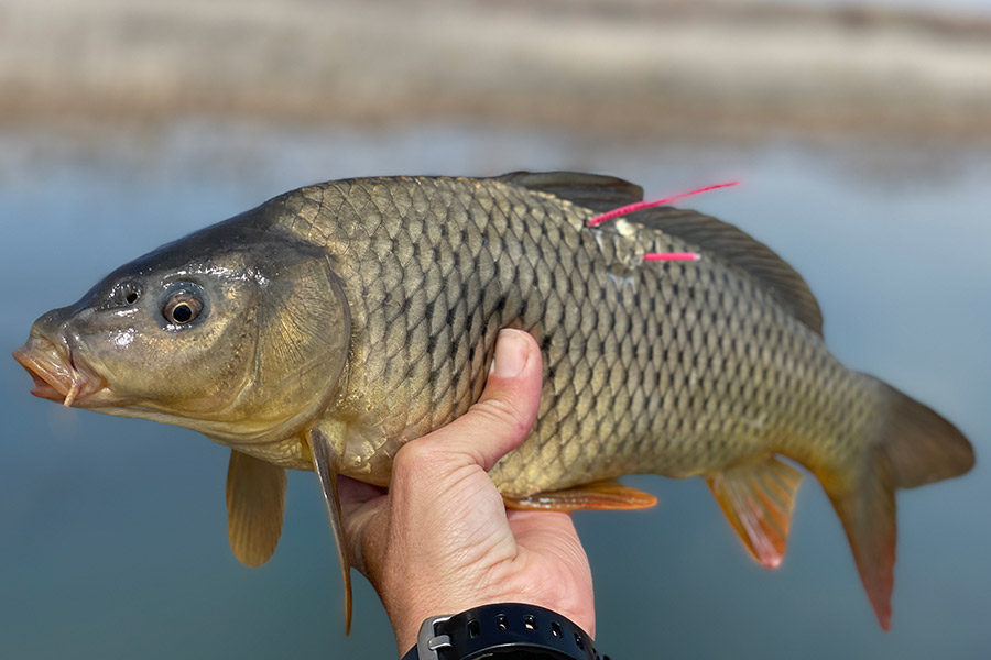 Hand holding large carp with two fish tags