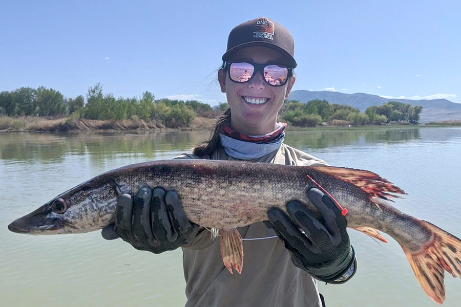 DWR technician holding adult northern pike fish caught at Utah Lake
