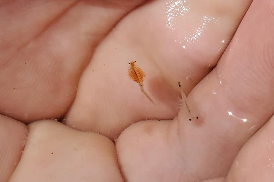 Hand holding a scoop of water with a pair of brine shrimp