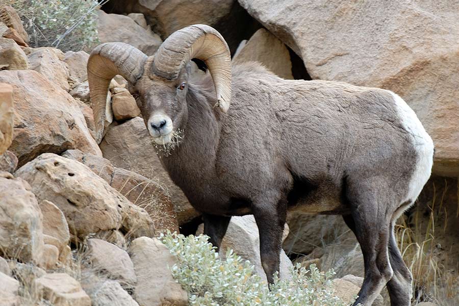Bighorn sheep from Green River chewing on grass