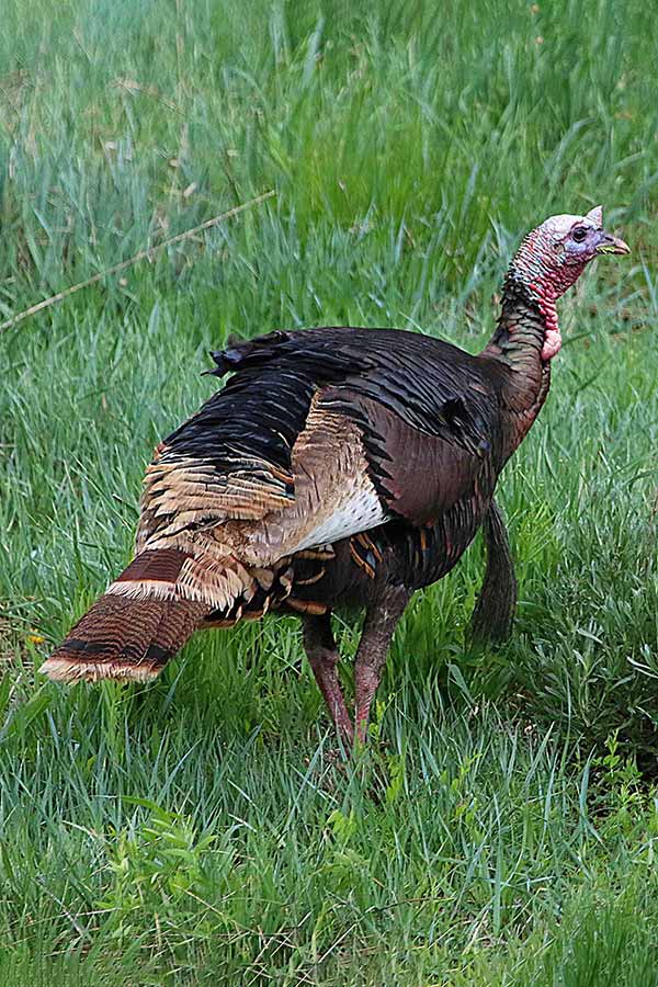 What hunters should know for the 2023 Utah spring turkey hunts