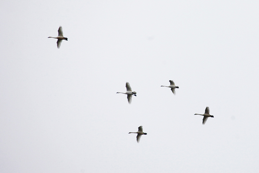 Flock of wild swans flying above Farmington Bay