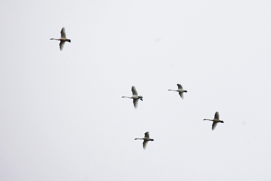 Utah Desert Bird Dog Club