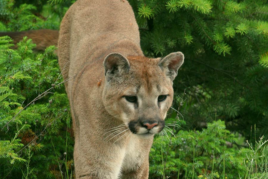 Cougar stepping out of green brush