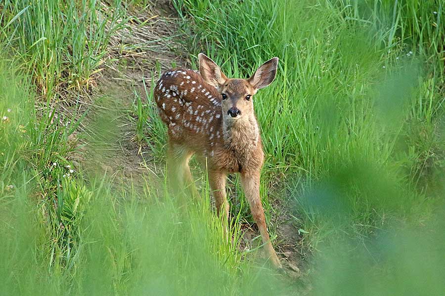 Newborn deer deals